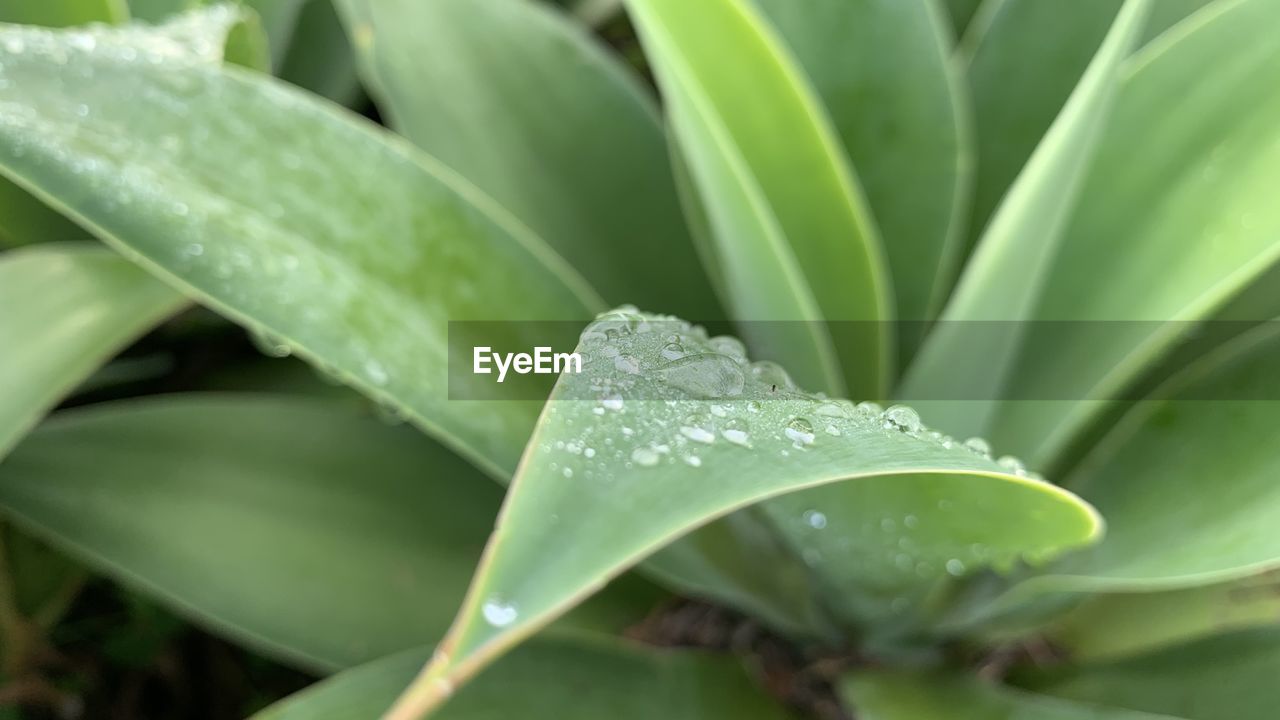 Close-up of wet plant