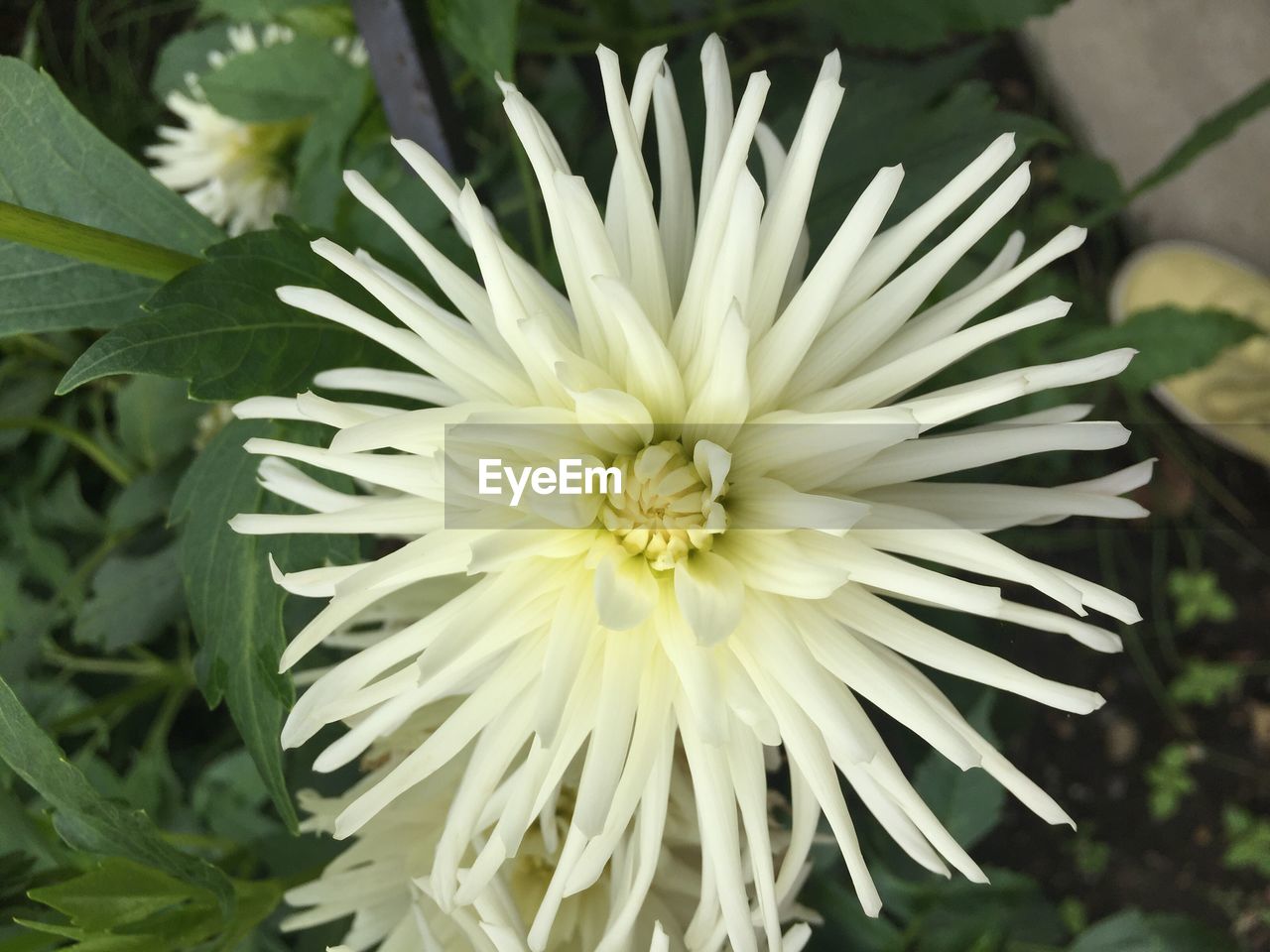 Close-up of fresh white flower