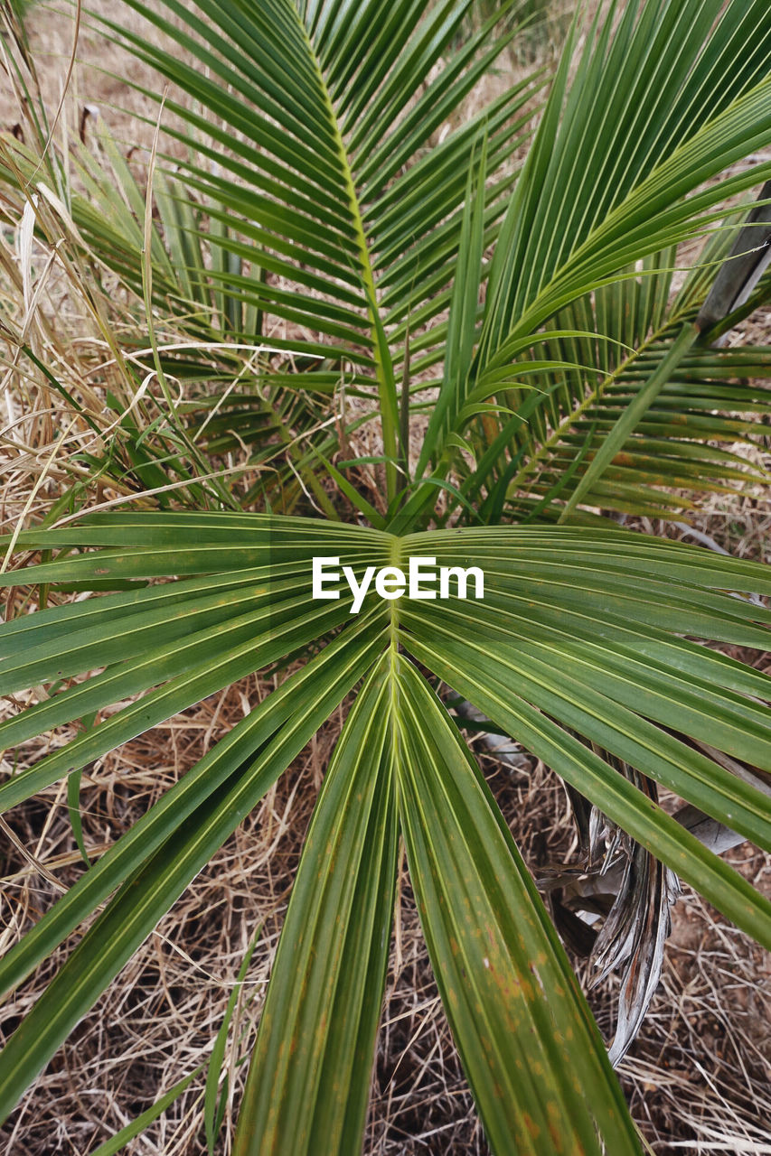 High angle view of palm trees