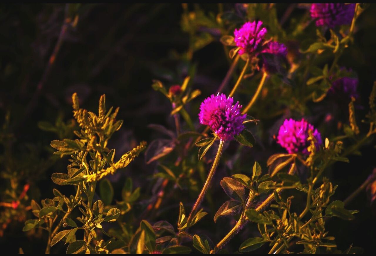 CLOSE-UP OF PINK FLOWERS BLOOMING