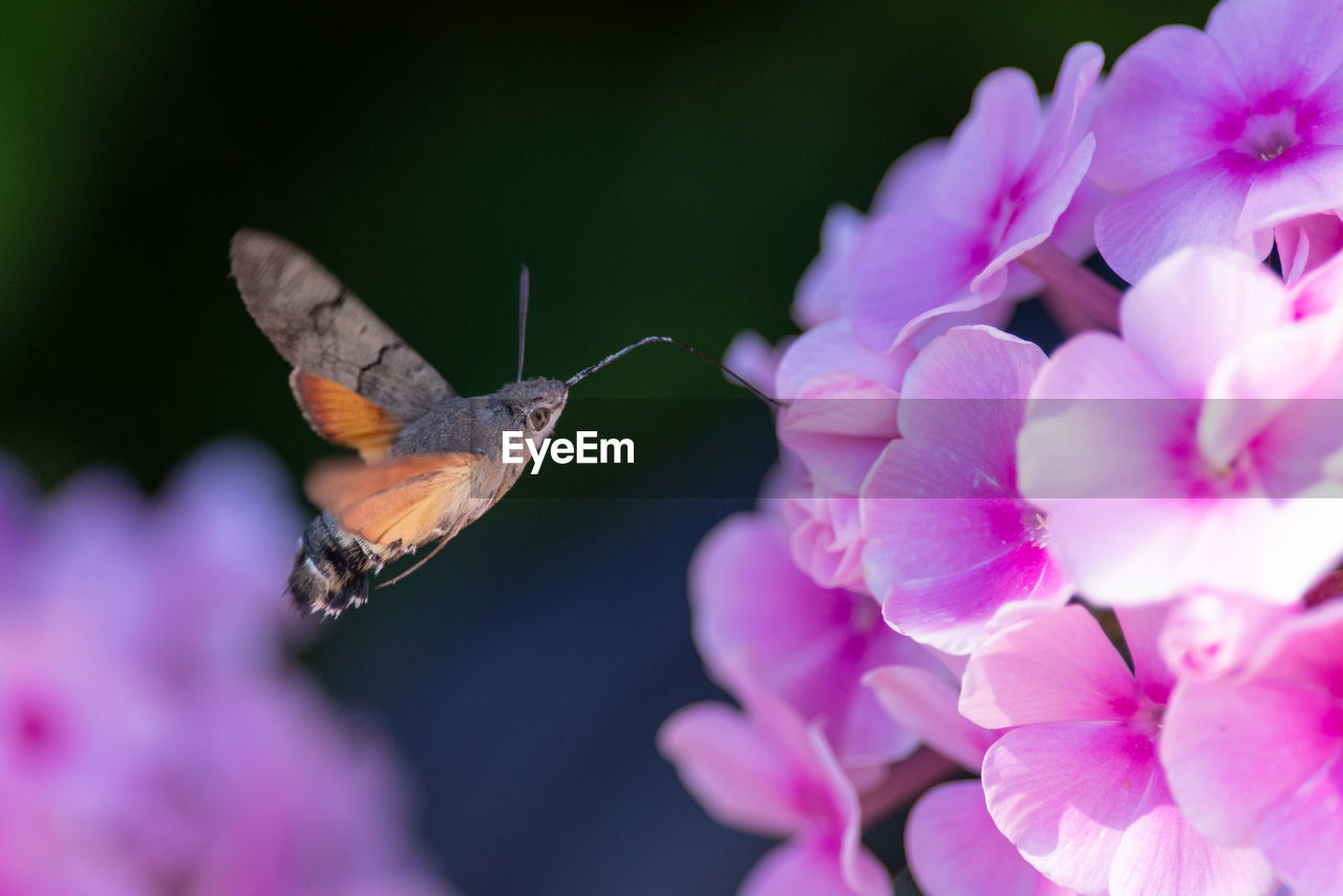 Close-up of butterfly pollinating on pink flower