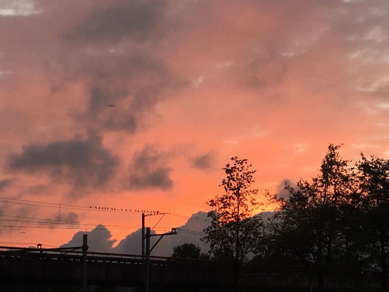 Low angle view of silhouette trees against orange sky