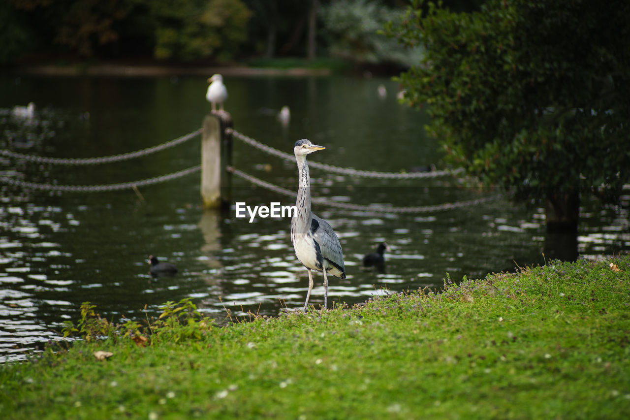 HIGH ANGLE VIEW OF HERON PERCHING ON TREE BY LAKE