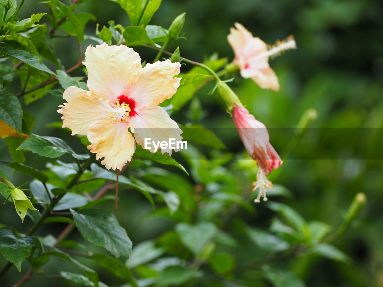 CLOSE-UP OF RED HIBISCUS FLOWER BLOOMING OUTDOORS