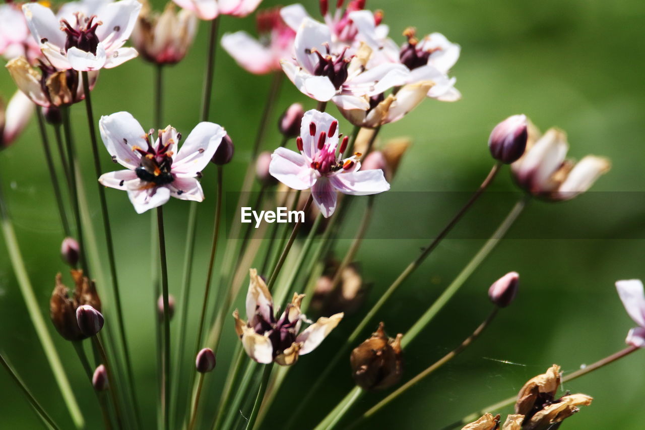 Close-up of purple flowering plant