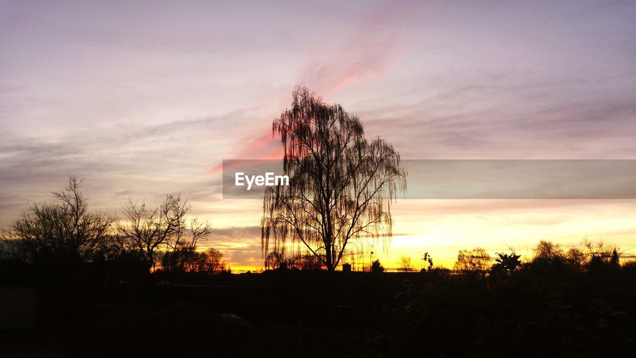 SILHOUETTE TREE AGAINST SKY DURING SUNSET