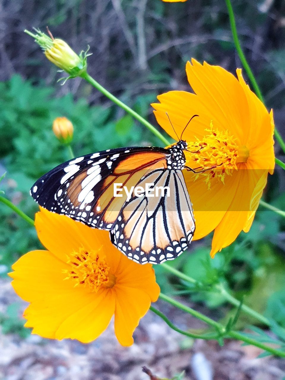 CLOSE-UP OF BUTTERFLY POLLINATING FLOWER