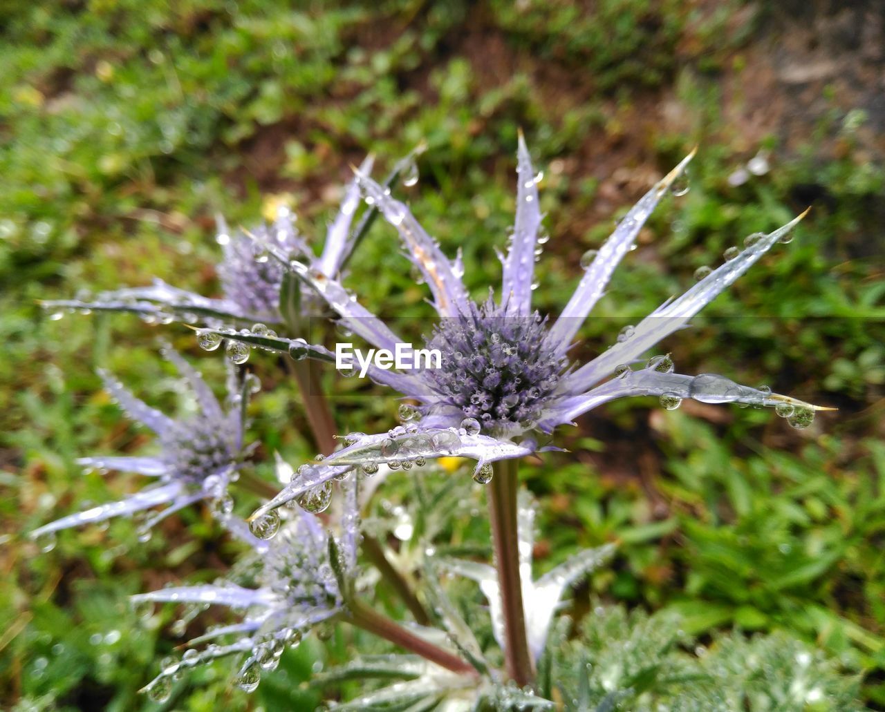 CLOSE-UP OF WATER DROPS ON DANDELION FLOWER