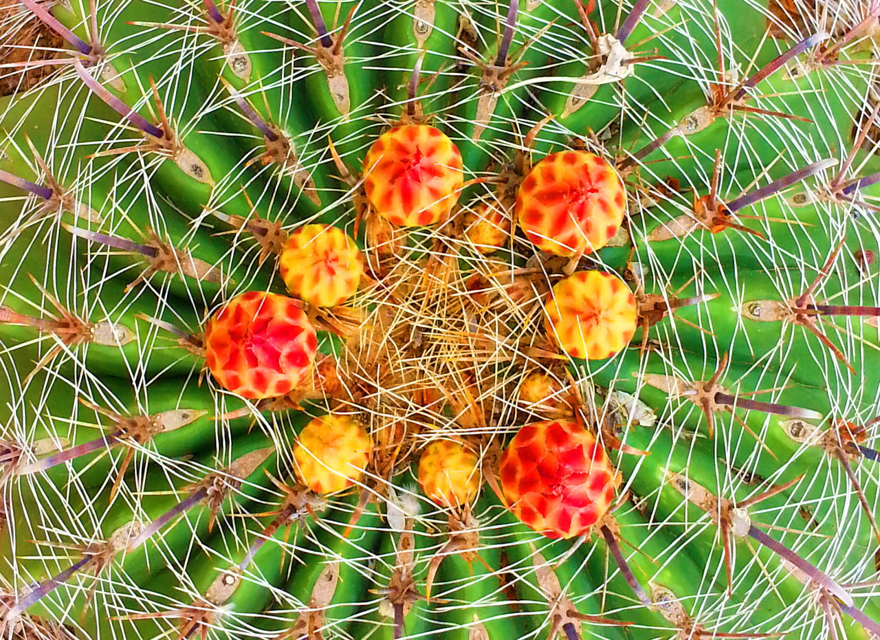 Close-up of cactus with orange buds