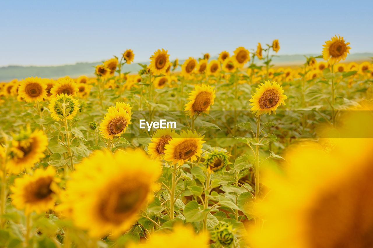 Panoramic view of field of golden yellow sunflowers on sunny summer day. 