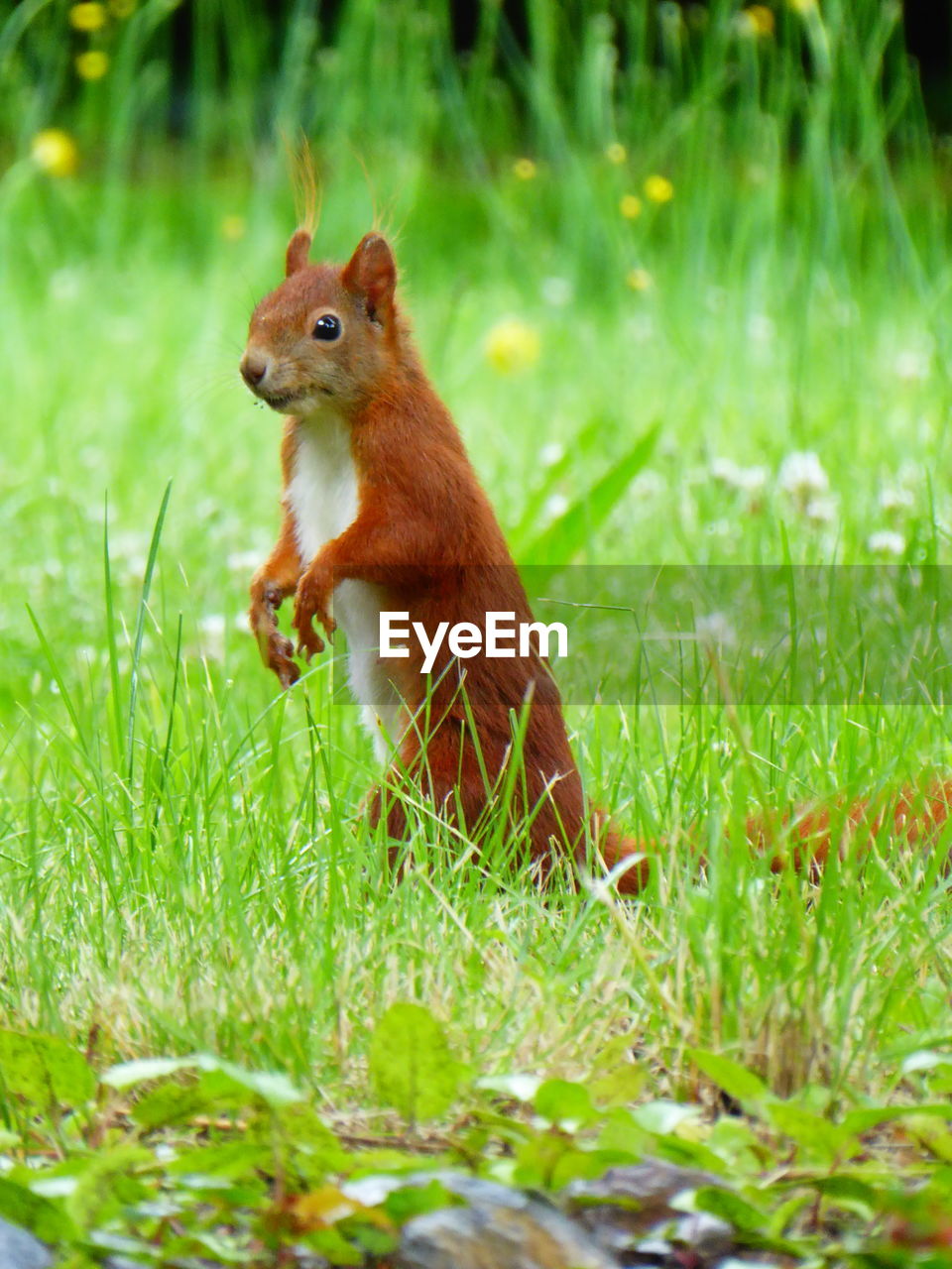 CLOSE-UP OF SQUIRREL ON GRASS