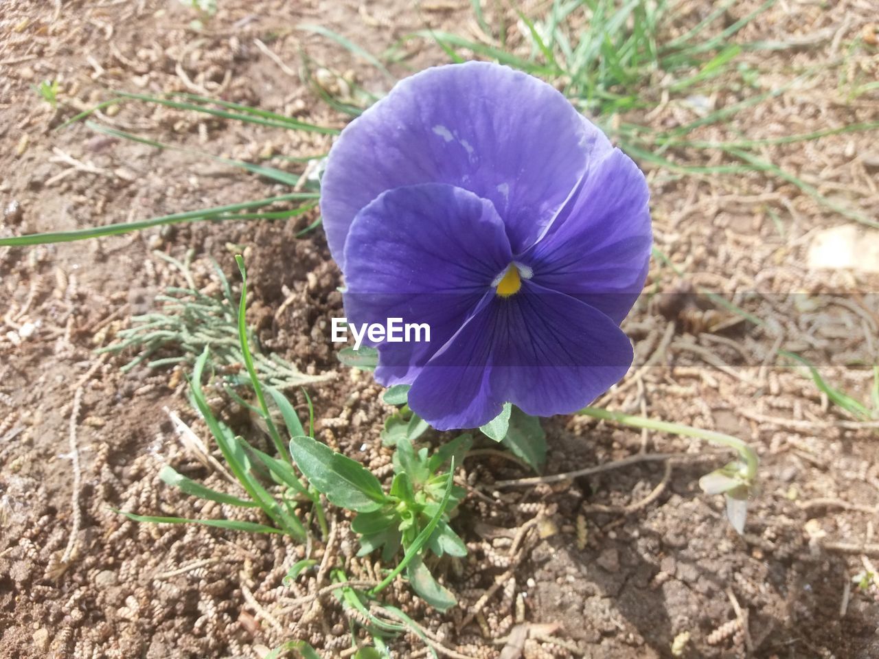 CLOSE-UP OF CROCUS BLOOMING ON FIELD