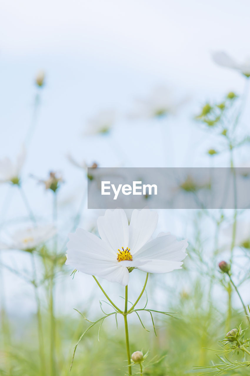 Close-up of white flowering plant