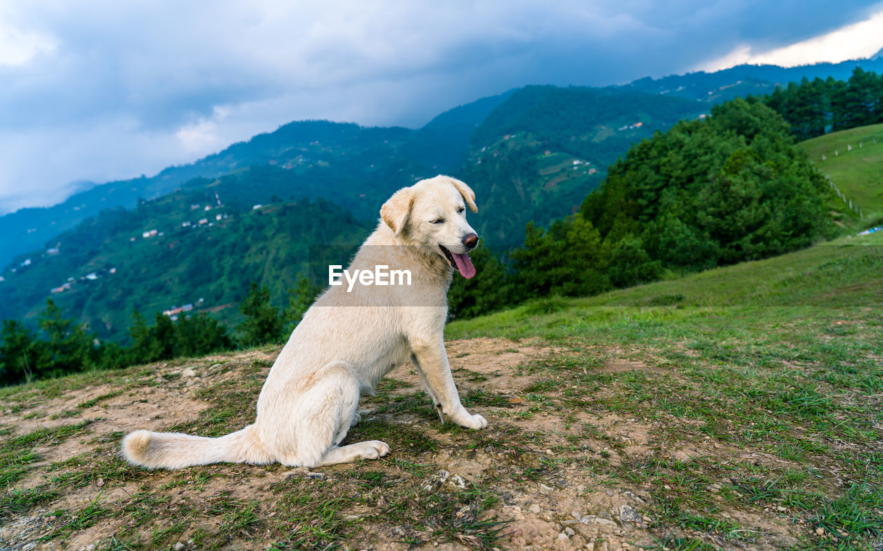 dog, animal, canine, mammal, one animal, animal themes, pet, domestic animals, mountain, environment, sky, retriever, cloud, nature, landscape, plant, no people, labrador retriever, grass, beauty in nature, scenics - nature, land, golden retriever, mountain range, facial expression, green, outdoors, tree, relaxation, sticking out tongue