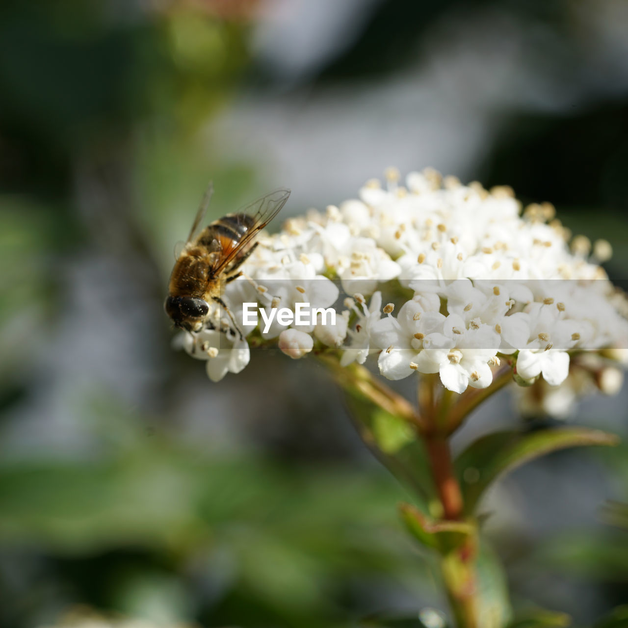 CLOSE-UP OF HONEY BEE ON FLOWER