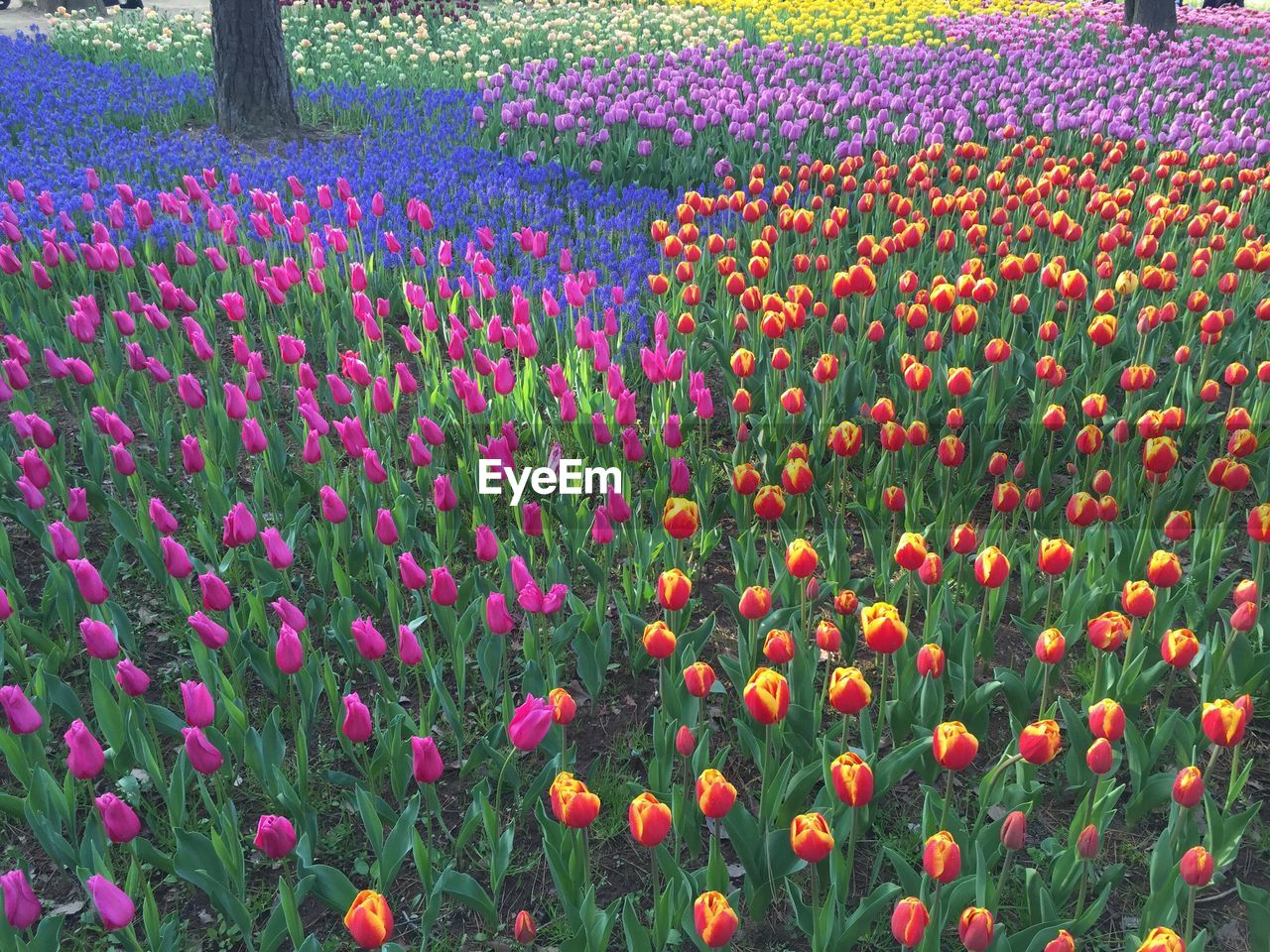 VIEW OF POPPIES BLOOMING ON FIELD