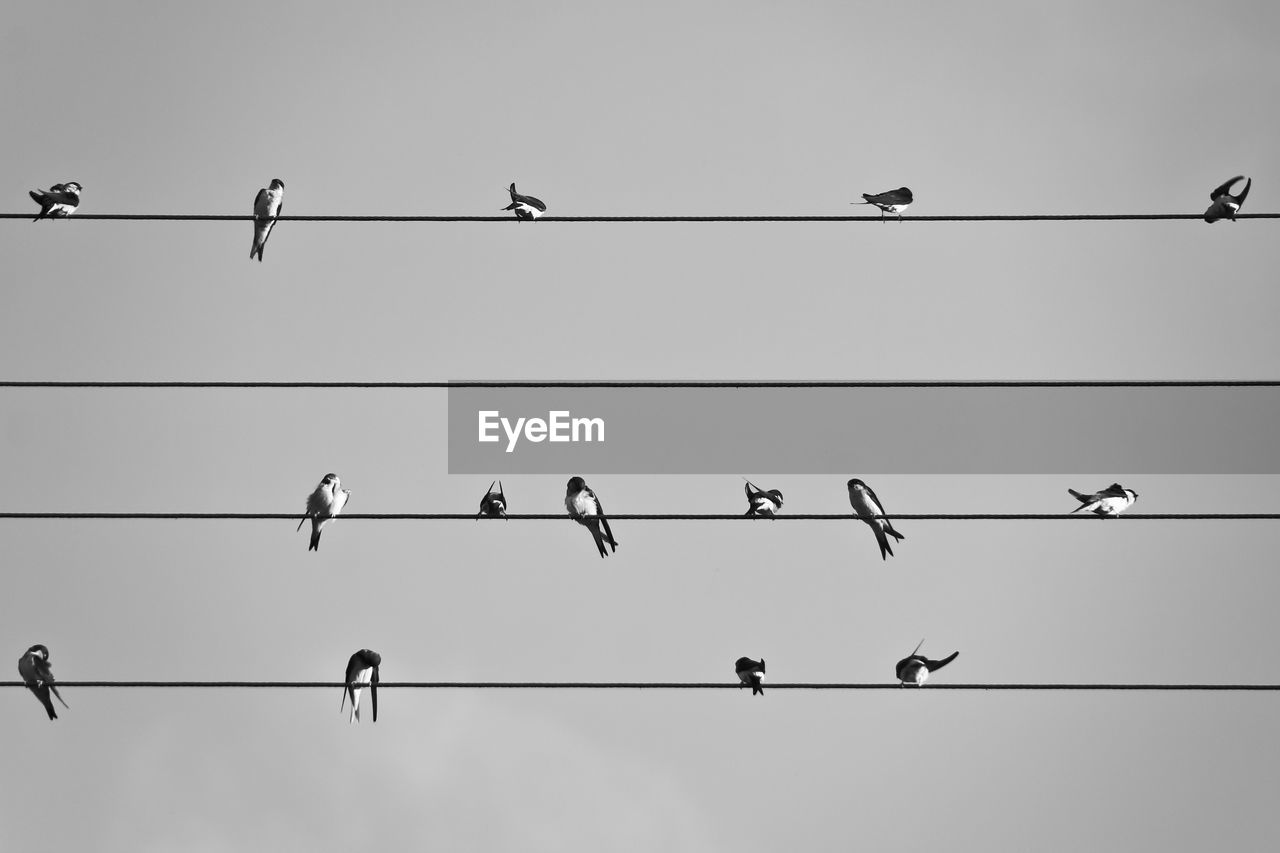 Low angle view of birds perching on cable against sky