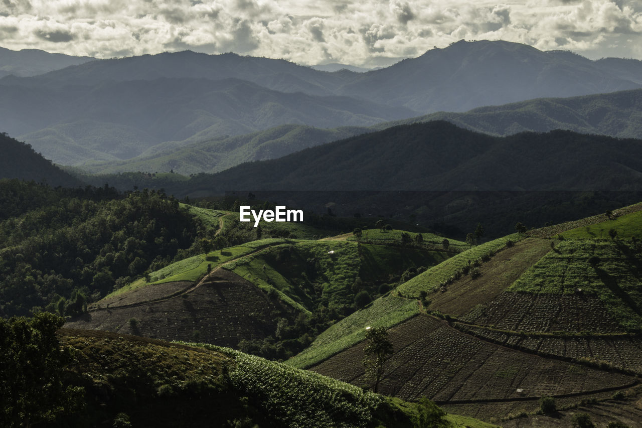 Rice terrace in northern thailand