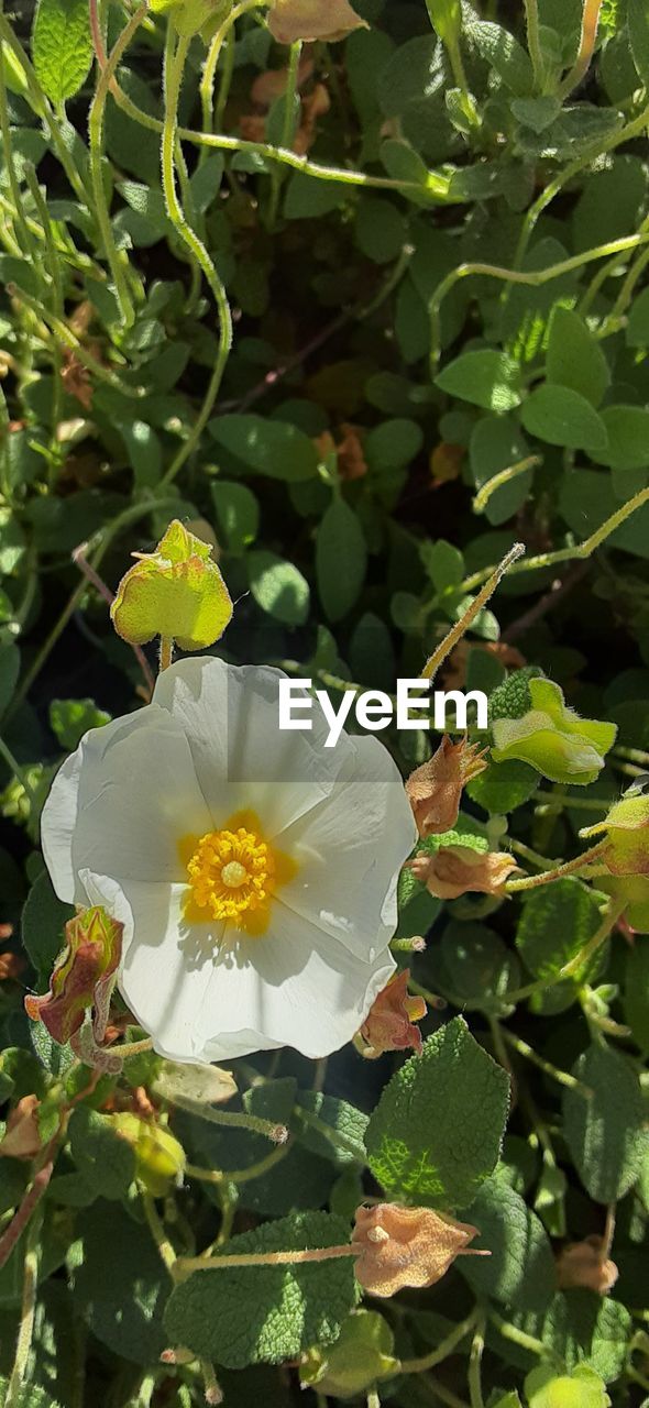 plant, flower, flowering plant, beauty in nature, growth, freshness, nature, leaf, petal, plant part, flower head, inflorescence, fragility, close-up, green, wildflower, yellow, white, no people, outdoors, pollen, day, botany, blossom, springtime, sunlight, land