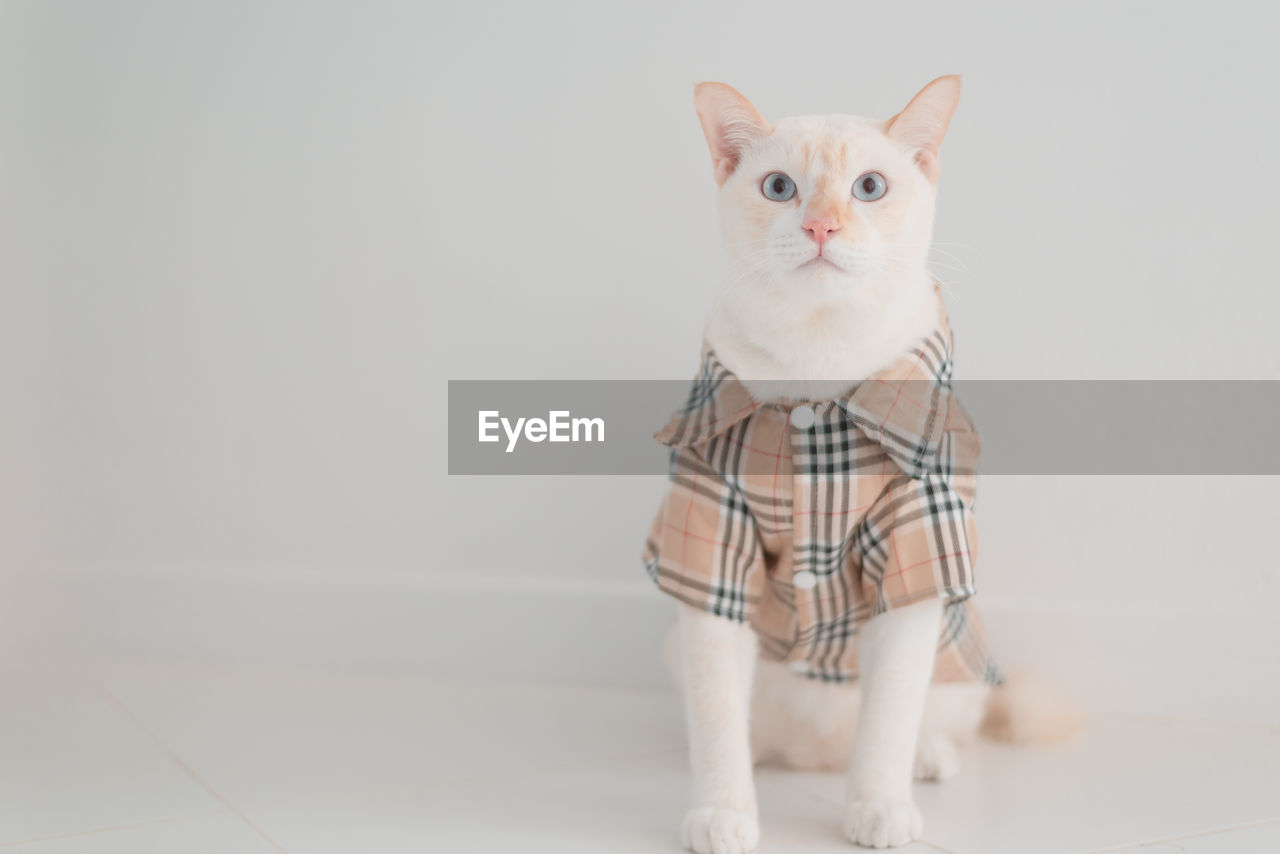 PORTRAIT OF WHITE CAT ON WALL