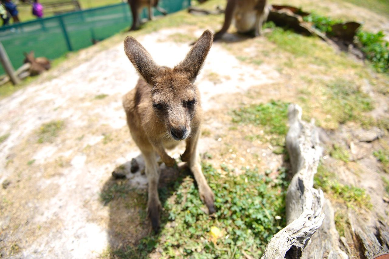 Portrait of kangaroo
