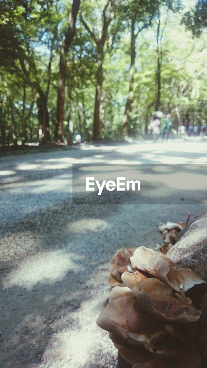 VIEW OF TREES IN FOREST