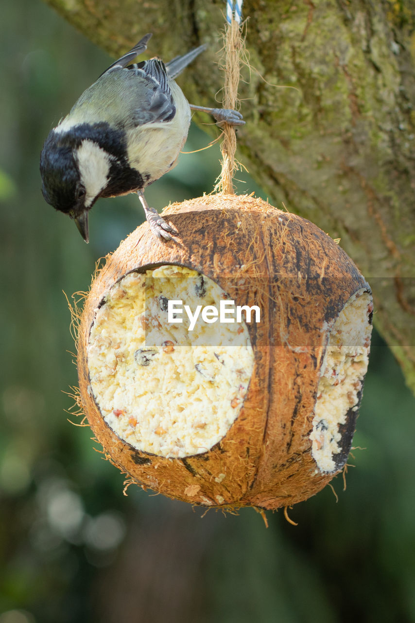 CLOSE-UP OF A BIRD ON A TREE