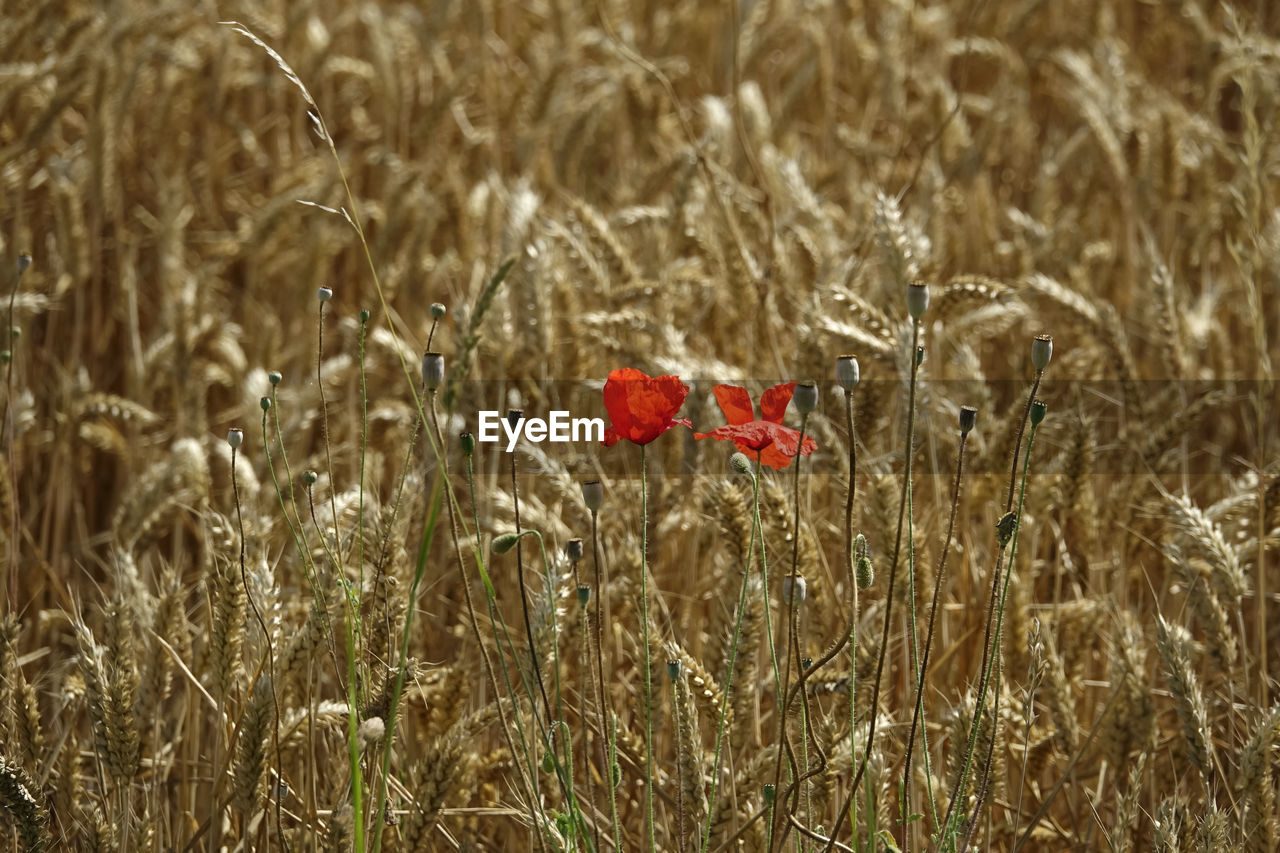 RED POPPY FLOWERS GROWING IN FIELD