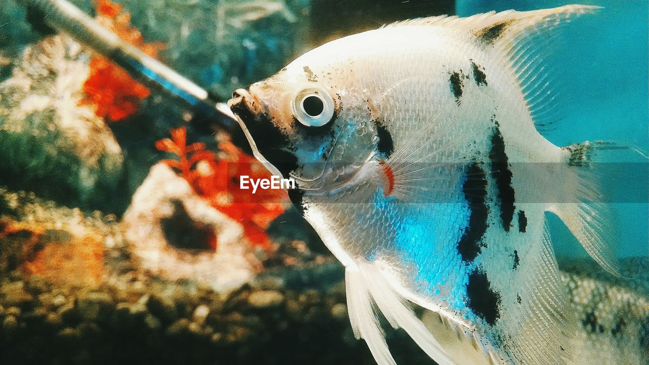 Close-up of fish swimming in tank