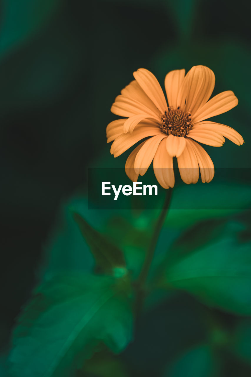 CLOSE-UP OF YELLOW FLOWER