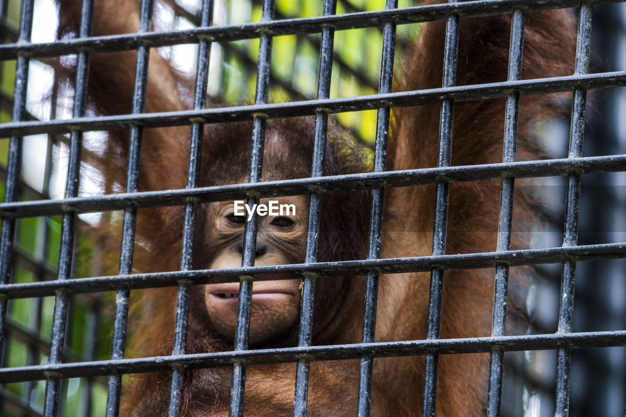 Portrait of orangutan fence in zoo
