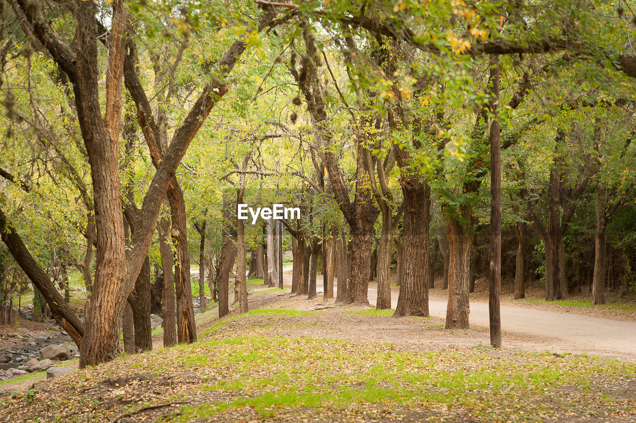 Trees growing in forest