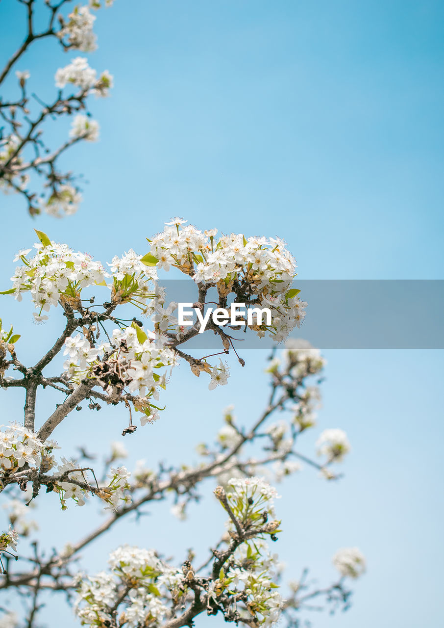 Low angle view of cherry blossom against clear sky