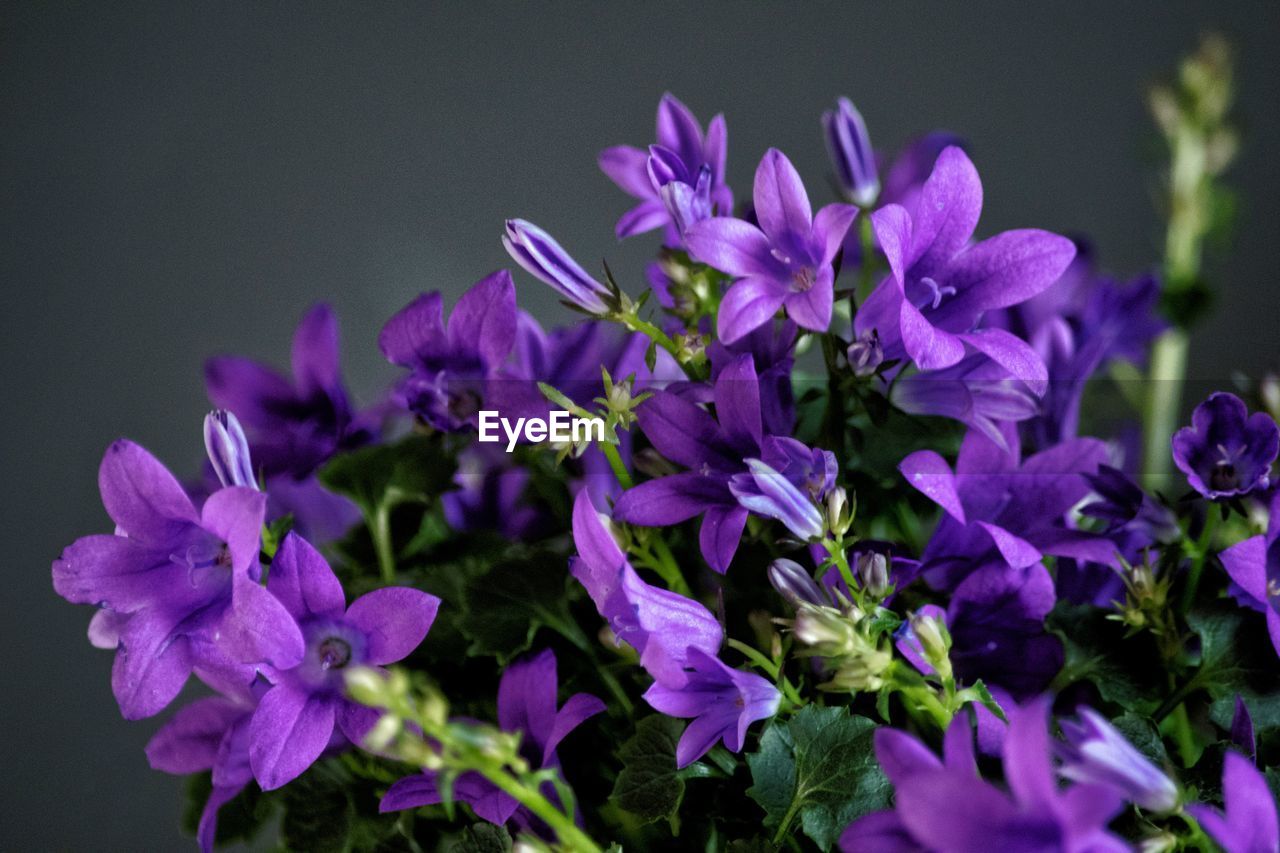 CLOSE-UP OF PURPLE FLOWERING PLANTS OVER BLACK BACKGROUND