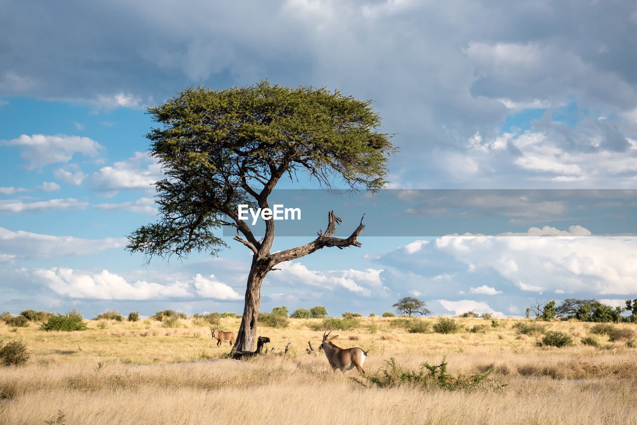 VIEW OF TREE ON FIELD