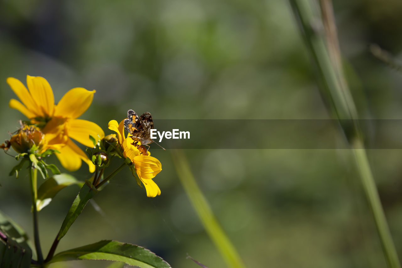 Close up of a crescent butterfly on a sunflower