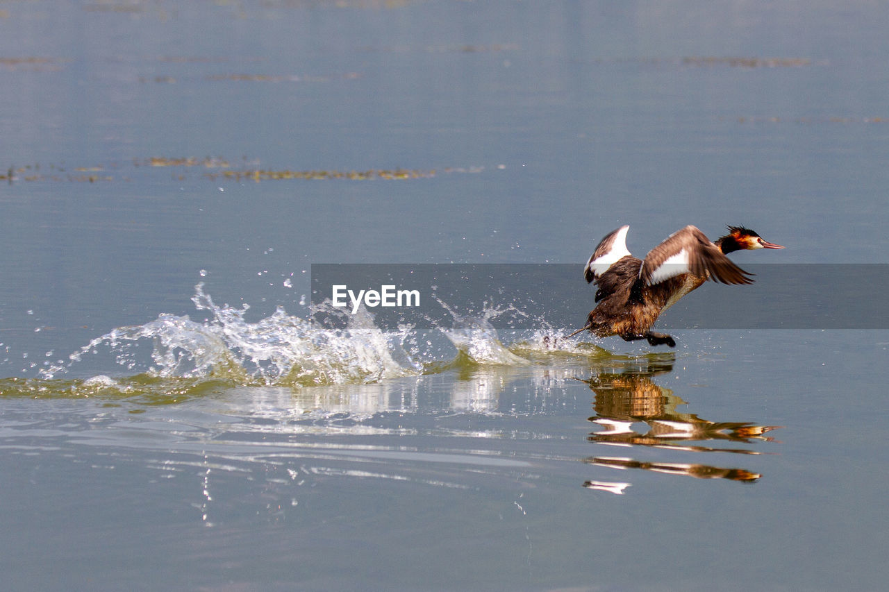 VIEW OF DOG IN WATER