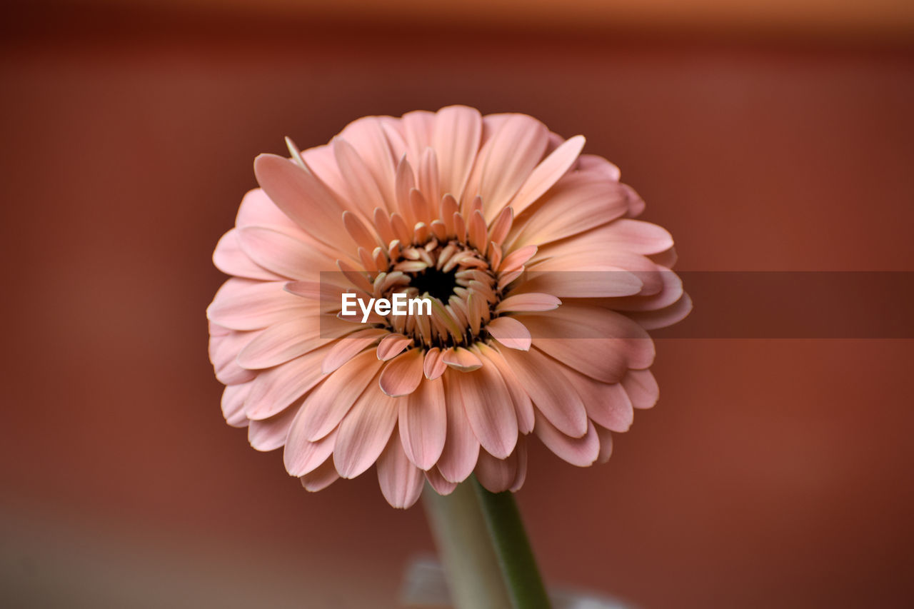 Attractive colours of natural flower