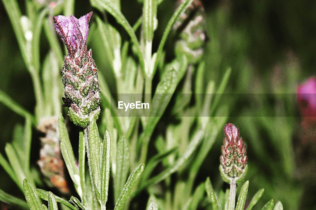 Close-up of fresh purple flower in field
