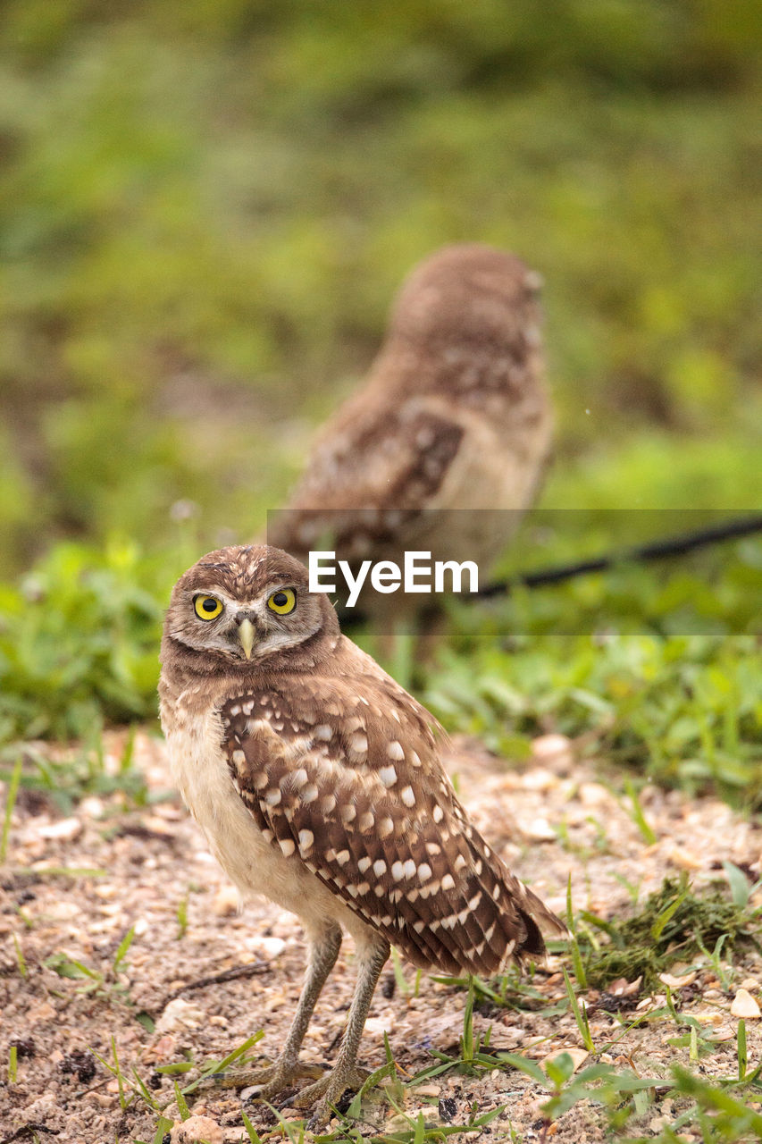 Family with baby burrowing owls athene cunicularia perched outside a burrow on marco island, florida