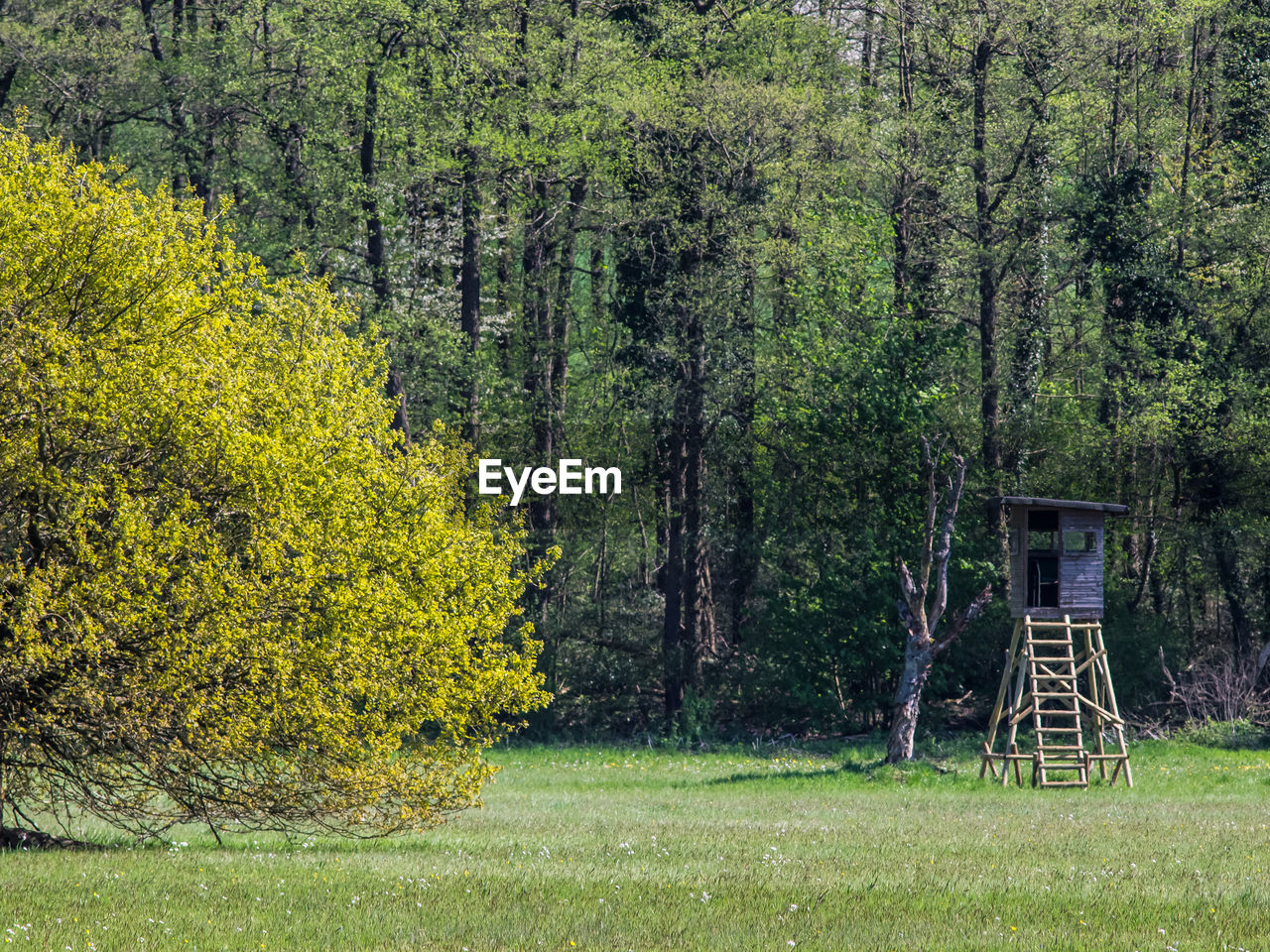 TREES GROWING IN PARK