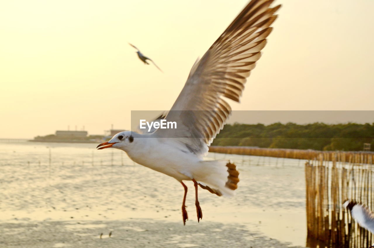 Seagull flying over sea against sky