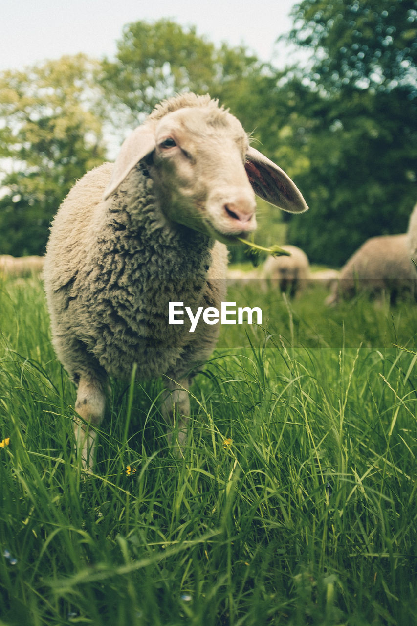 Sheep eating grass pt2