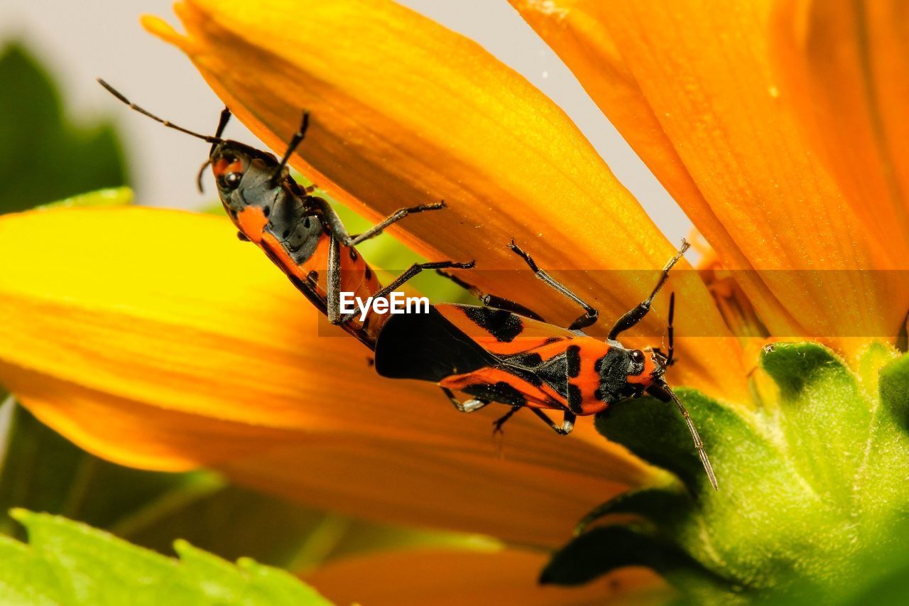 Corizus hyoscyamis mating on orange flower