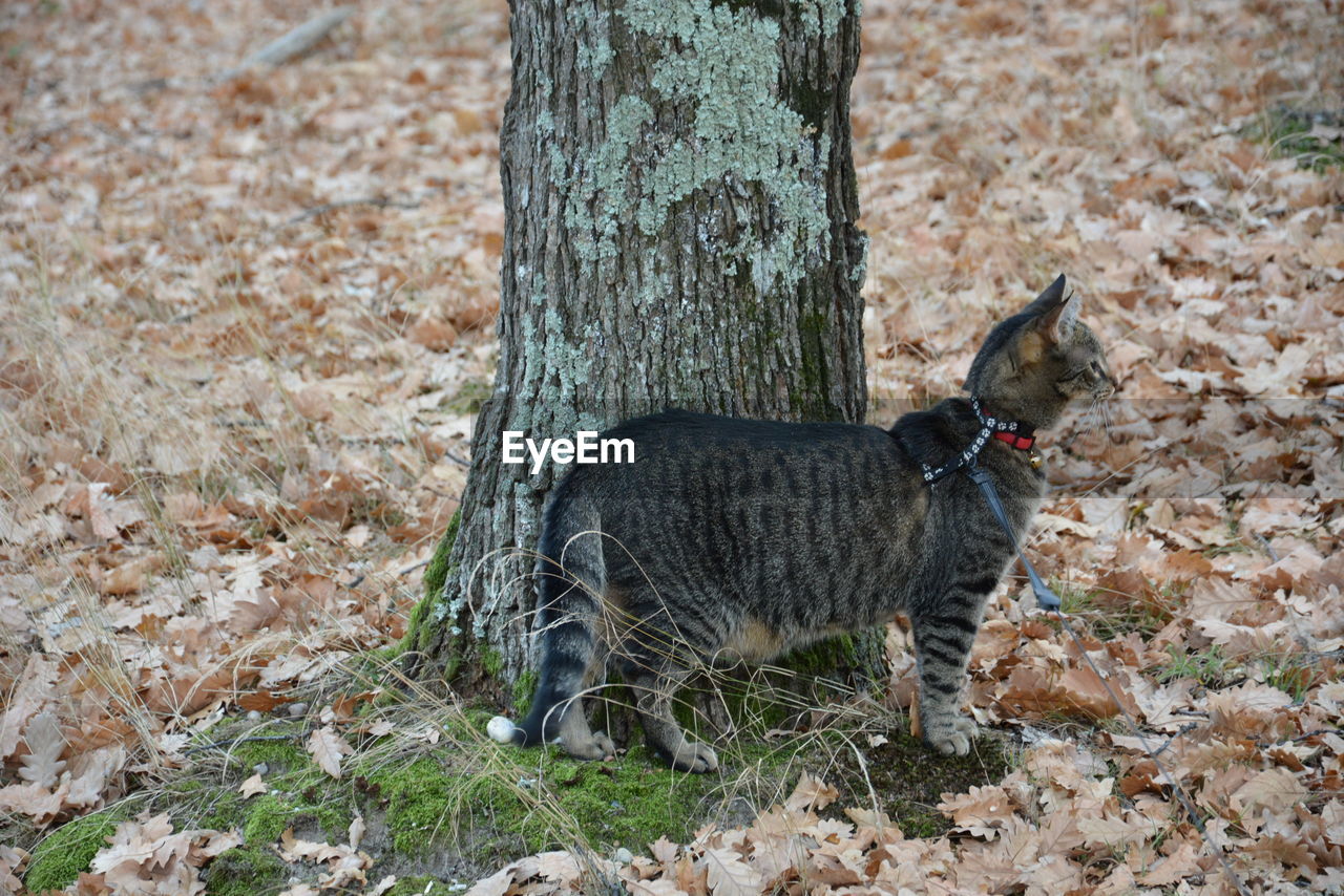 VIEW OF A DOG ON GROUND