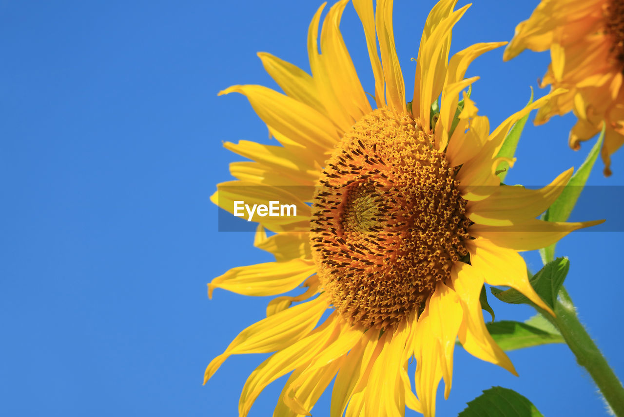 Closeup of a blossoming vivid yellow sunflower against sunny blue sky