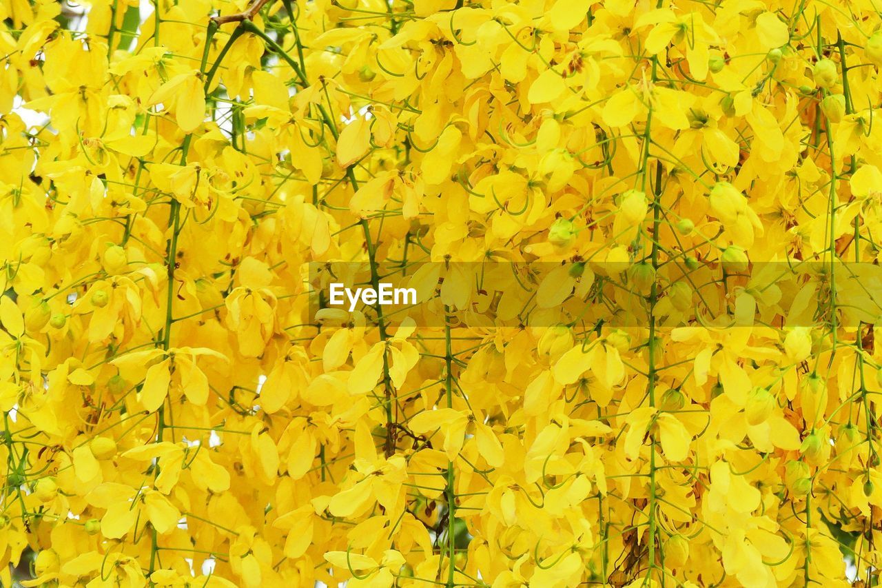 FULL FRAME SHOT OF YELLOW FLOWERS