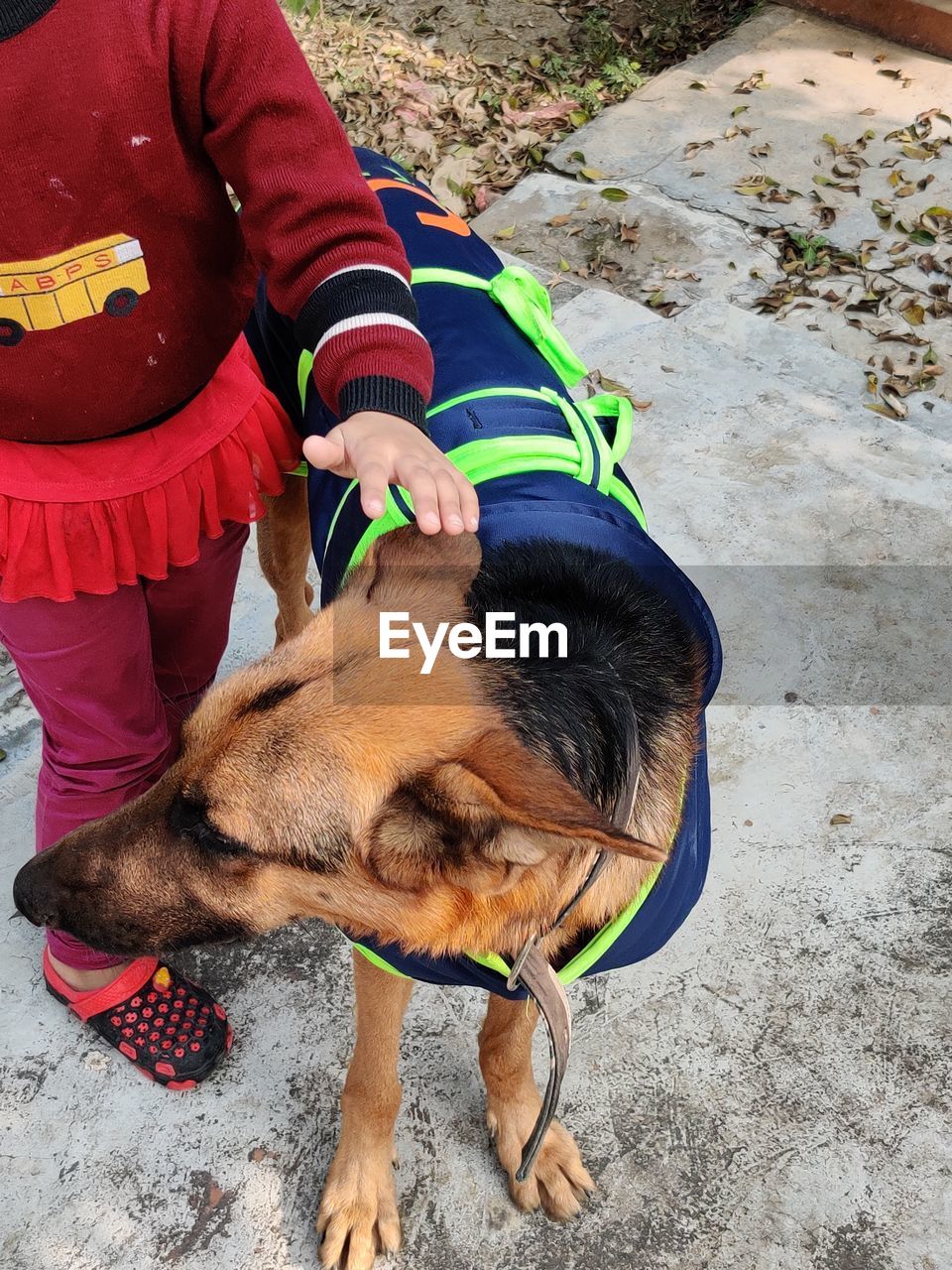 HIGH ANGLE VIEW OF MAN WITH DOG ON ROAD