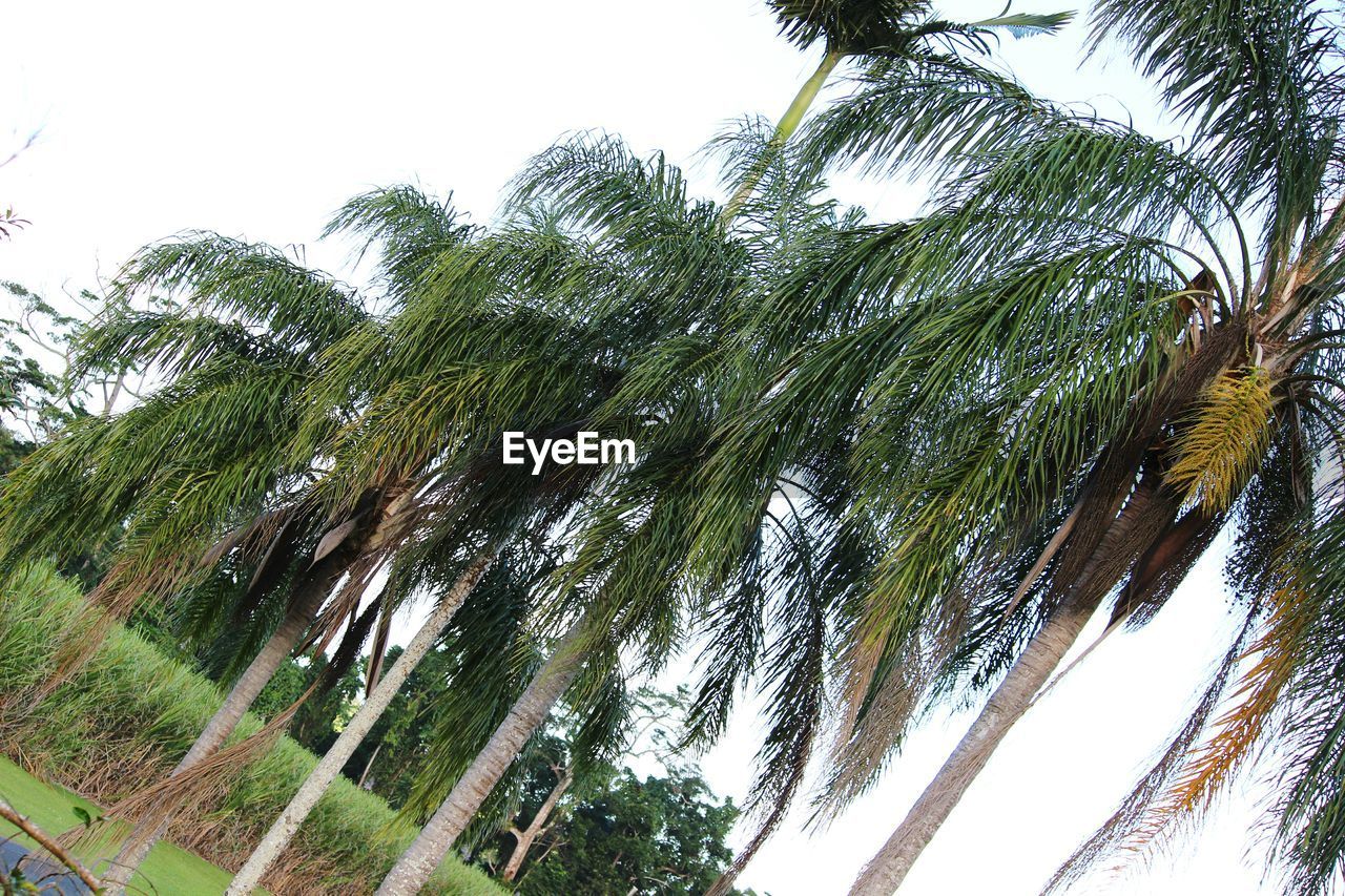 Tilt image of coconut palm trees on field against clear sky