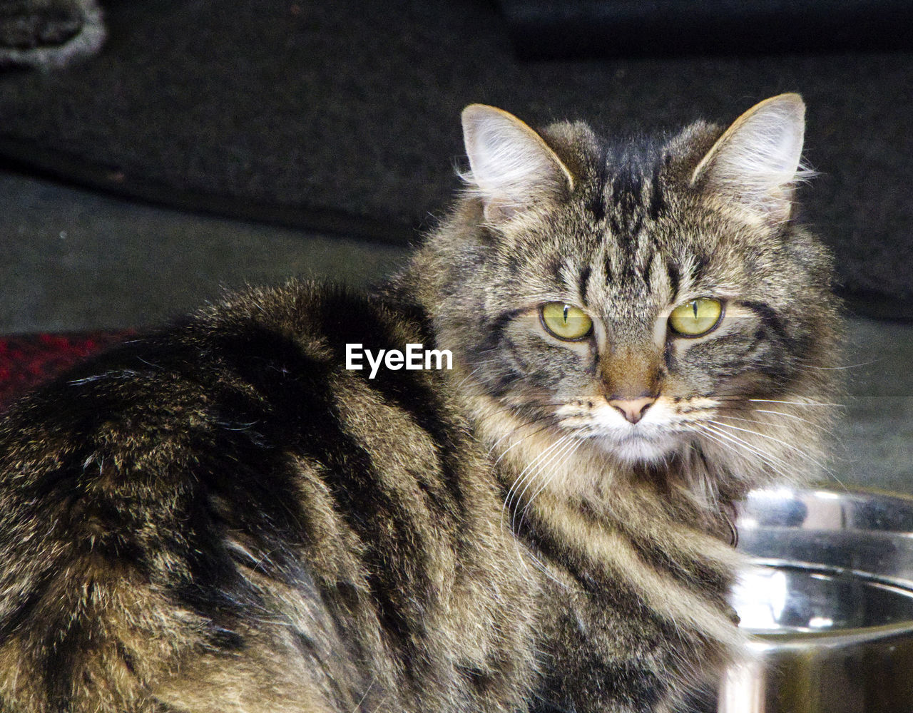 CLOSE-UP PORTRAIT OF A CAT DRINKING FROM GLASS